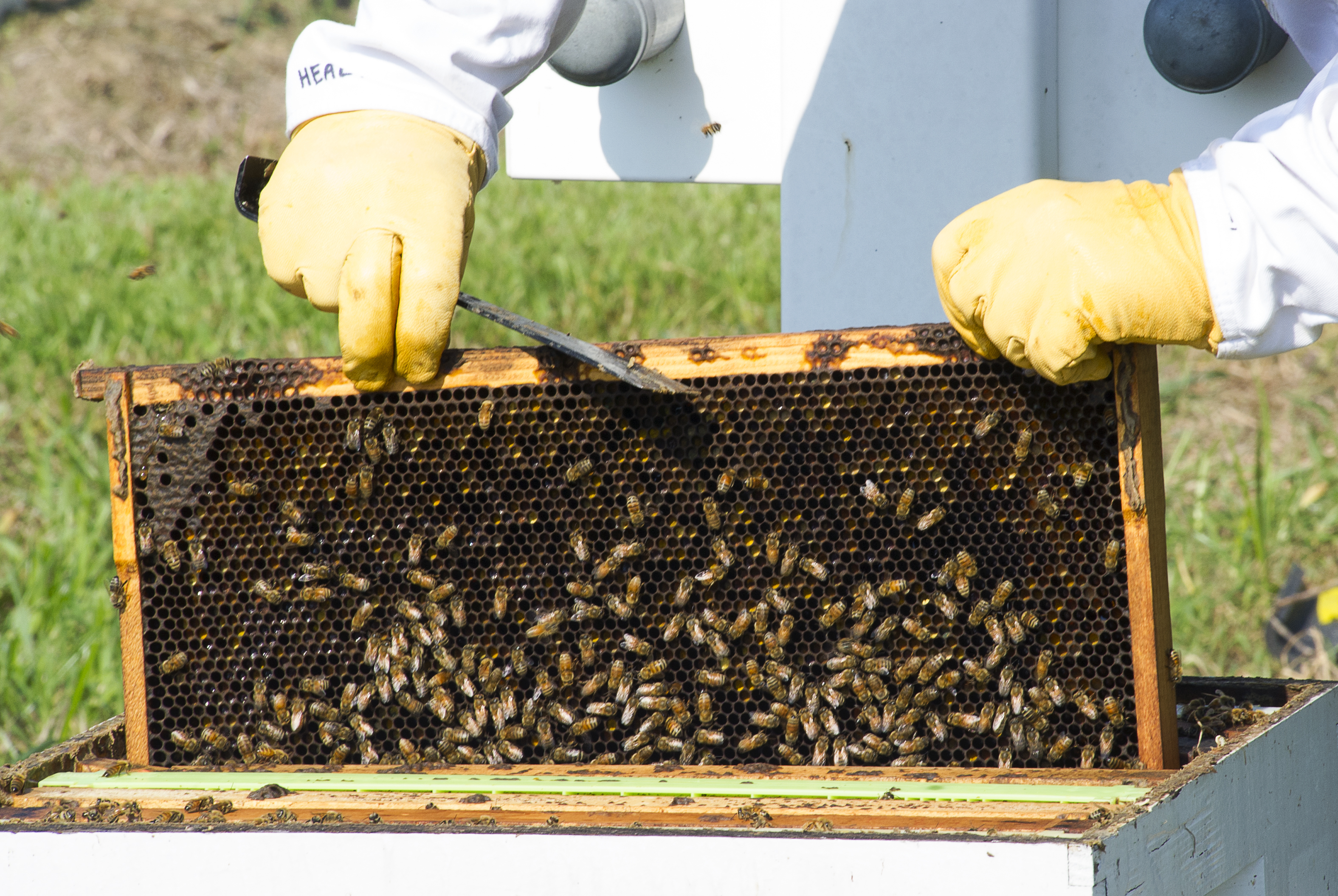 Mosquito control-related bee kills are avoidable
